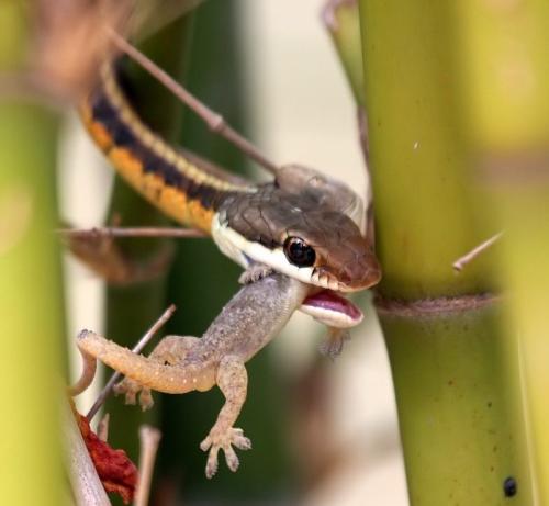 Bronze-backed-Snake-feeding-on-a-House-gecko